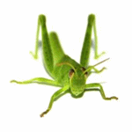 Grasshopper